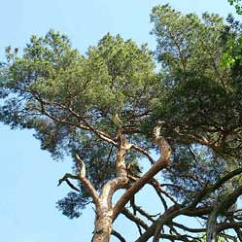 01/07 - Podzim na Borovici