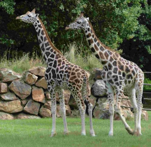 Vláčkem do plzeňské zoo