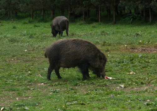 Vyjeďte si na prohlídku obory s lovnou zvěří