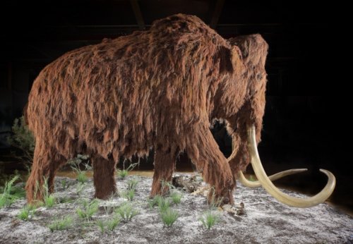 Prehistoričtí giganti z doby ledové zaplní prostory OC Šestka