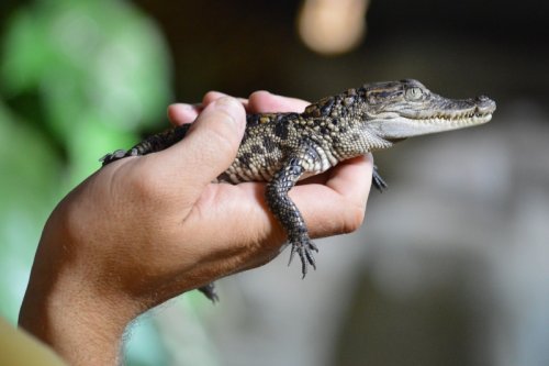 Proč mluvit se zvířaty? Protože jsou to naši kamarádi!